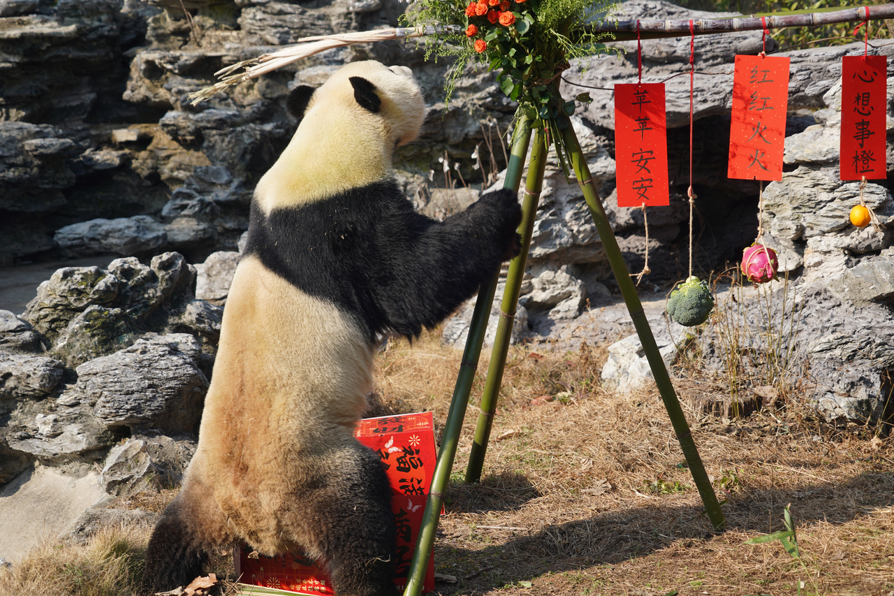 大熊猫“壹壹”在新家正式亮相。 受访单位供图