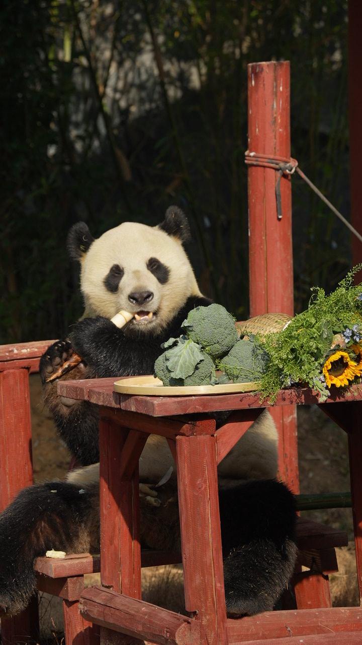 大熊猫“壹壹”在新家正式亮相。 受访单位供图