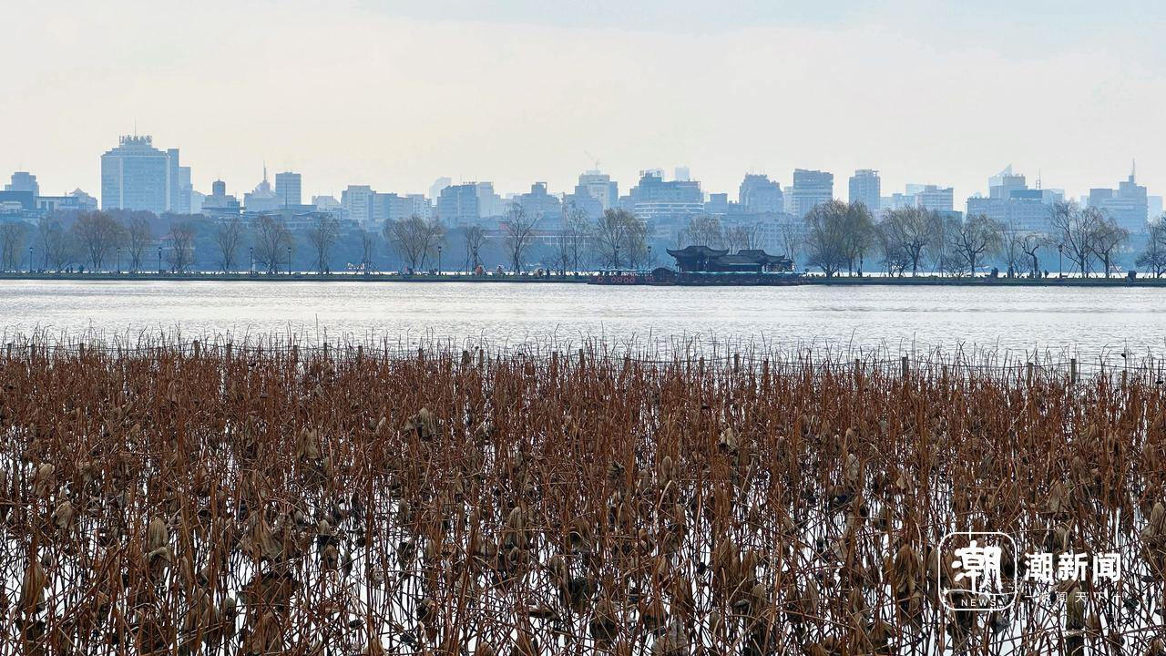 西湖残荷。记者 吴煌 摄