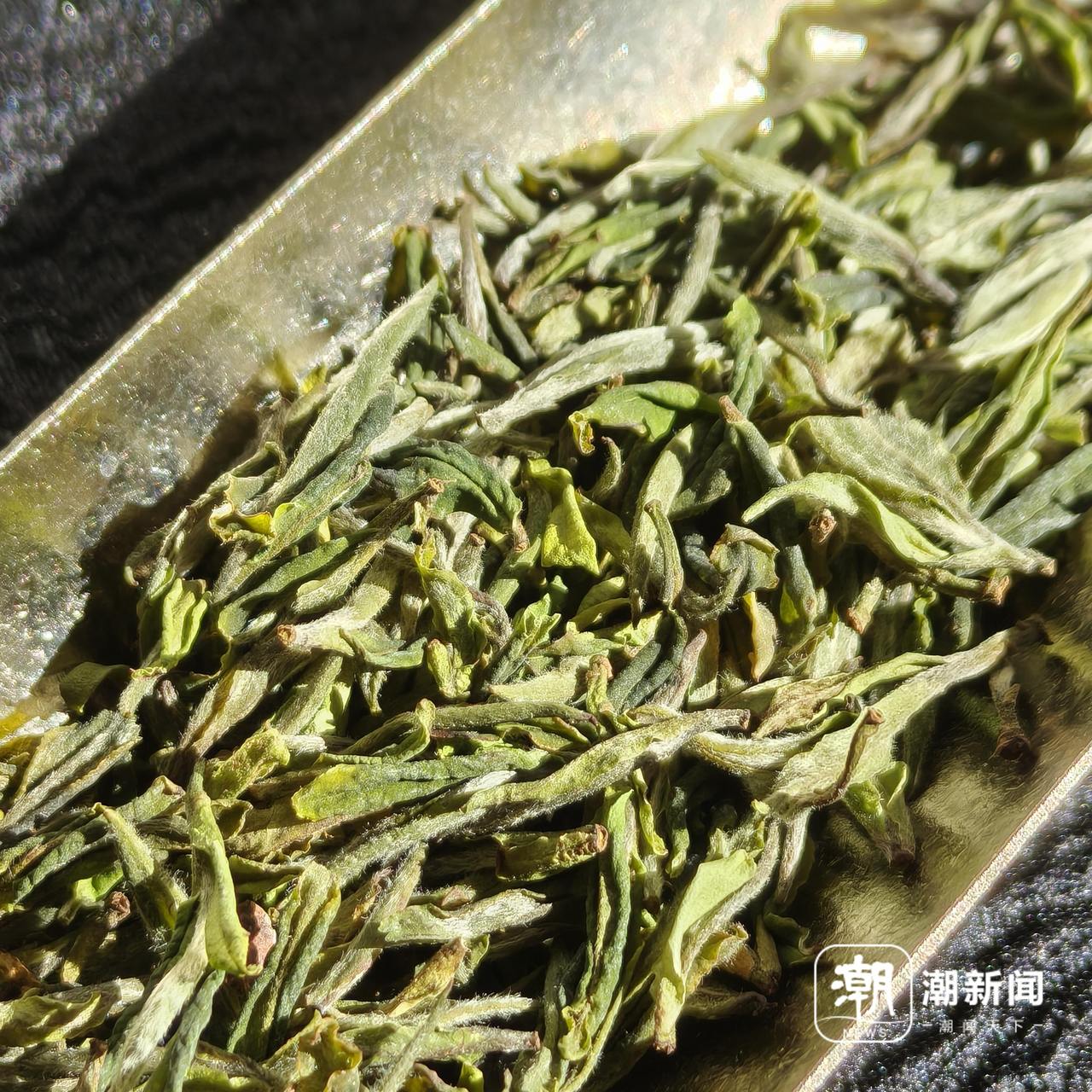 白茶.jpg