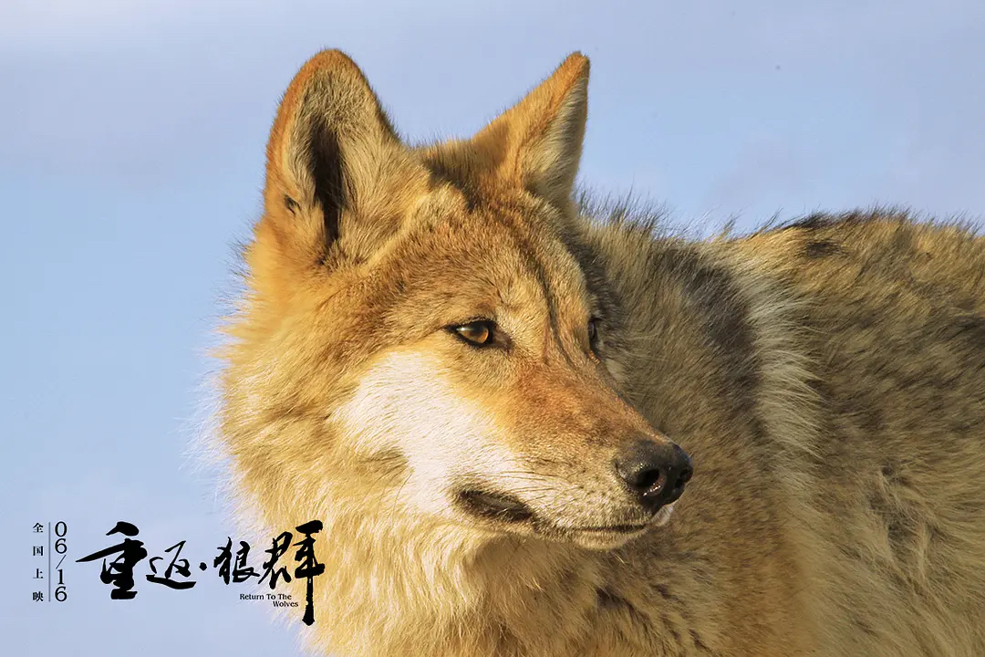 重返荒野的小狼格林。图/豆瓣