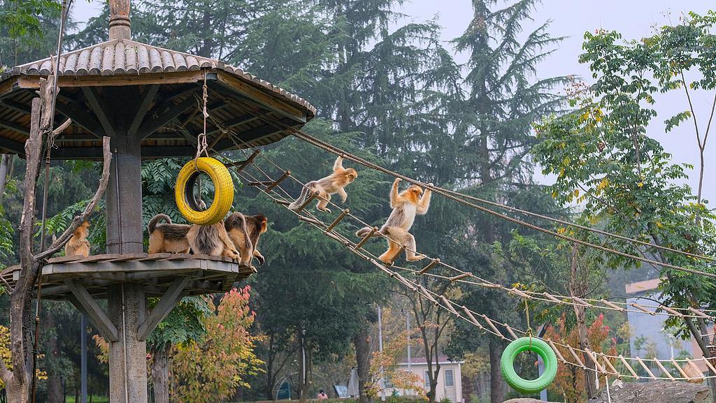 西安秦岭野生动物园。图/新华社