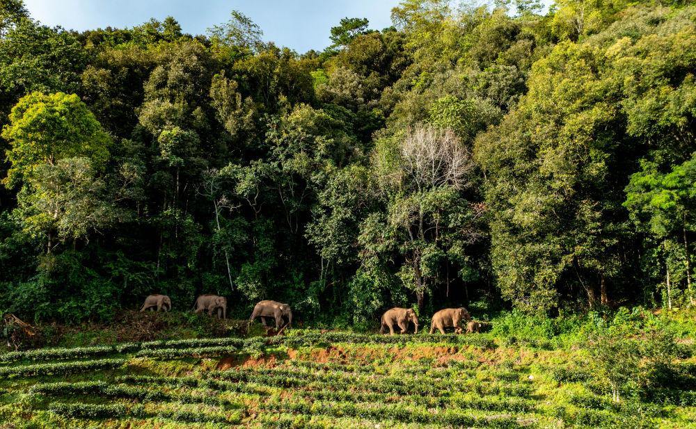 象群途经云南省普洱市江城哈尼族彝族自治县一村庄。图/新华社