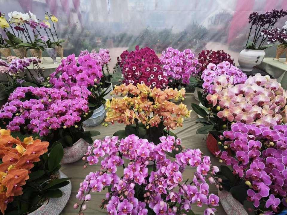 来碧云花园,除了看花展,还可以DIY自己的年宵花……