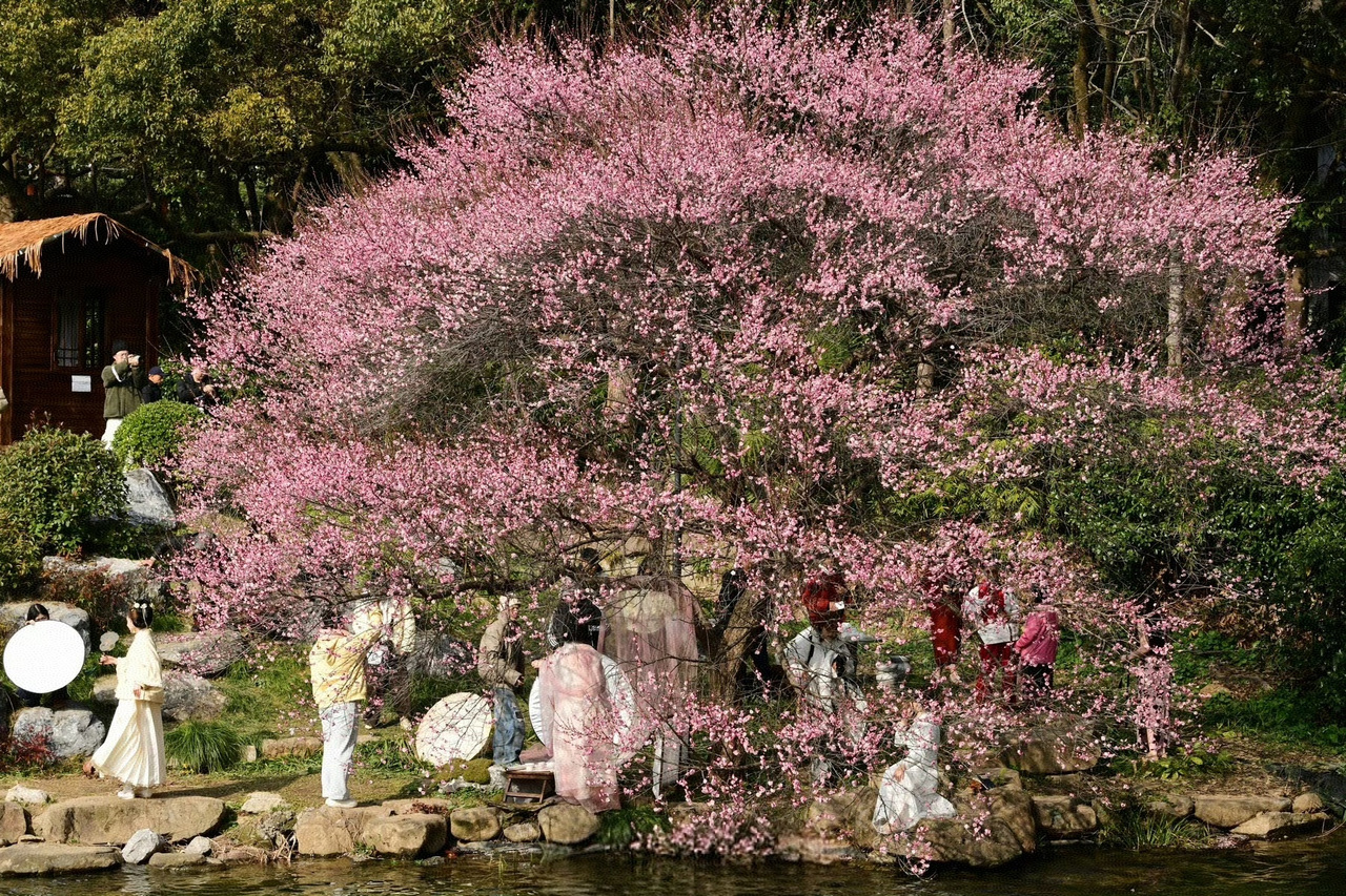 2月3日,杭州春意盎然。里尔 摄