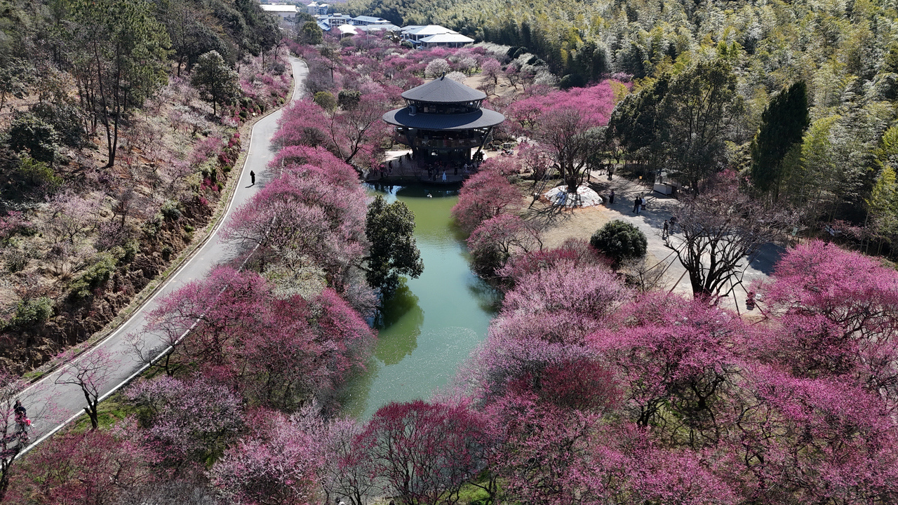 2月20日,嘉兴长兴东方梅园迎来春节赏梅高峰。吴世强 摄