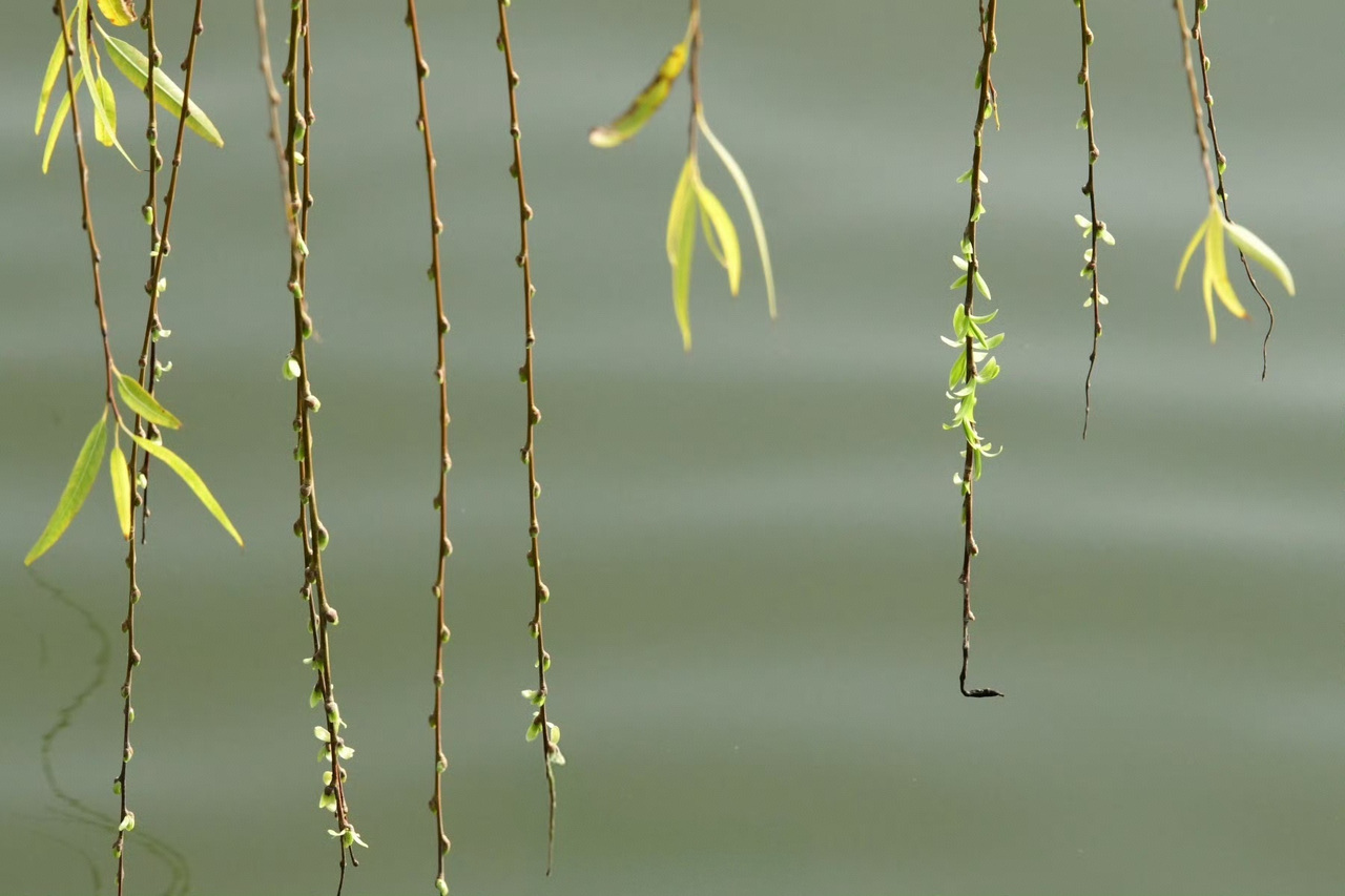 西湖春意萌动。里尔 摄