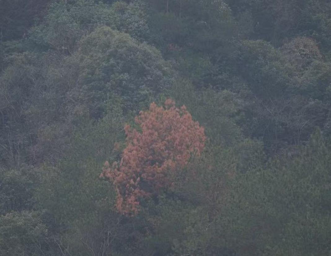 山林两边的松树变红了?当地林业局:治理工作稳步进行中