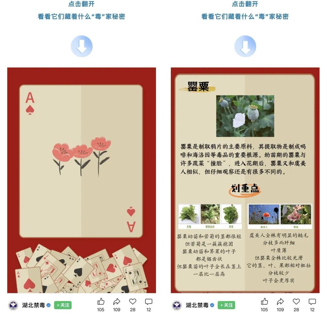 “湖北禁毒”微信公众号发布互动推文,让网友“验牌”识别毒品原植物 图源:“湖北禁毒”微信公众号 图片
