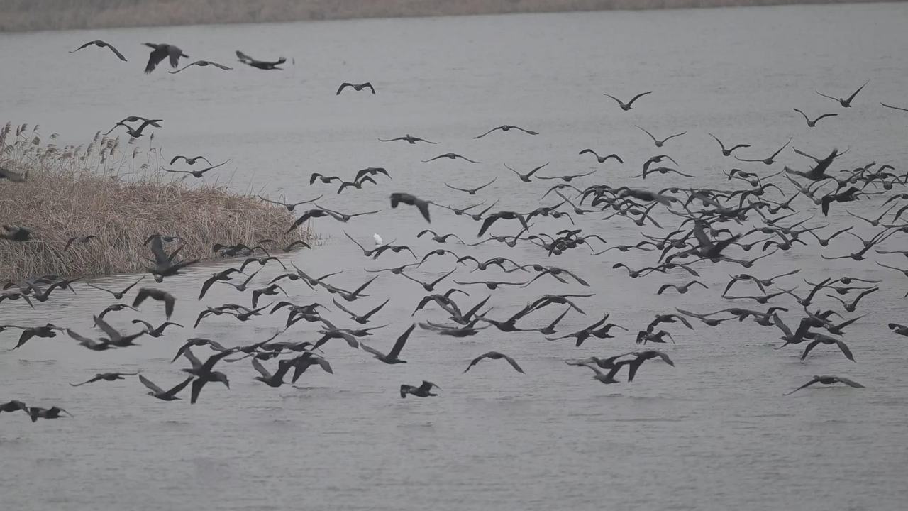 成群鸬鹚降落杭州钱塘大湾区湿地公园。程国龙/摄
