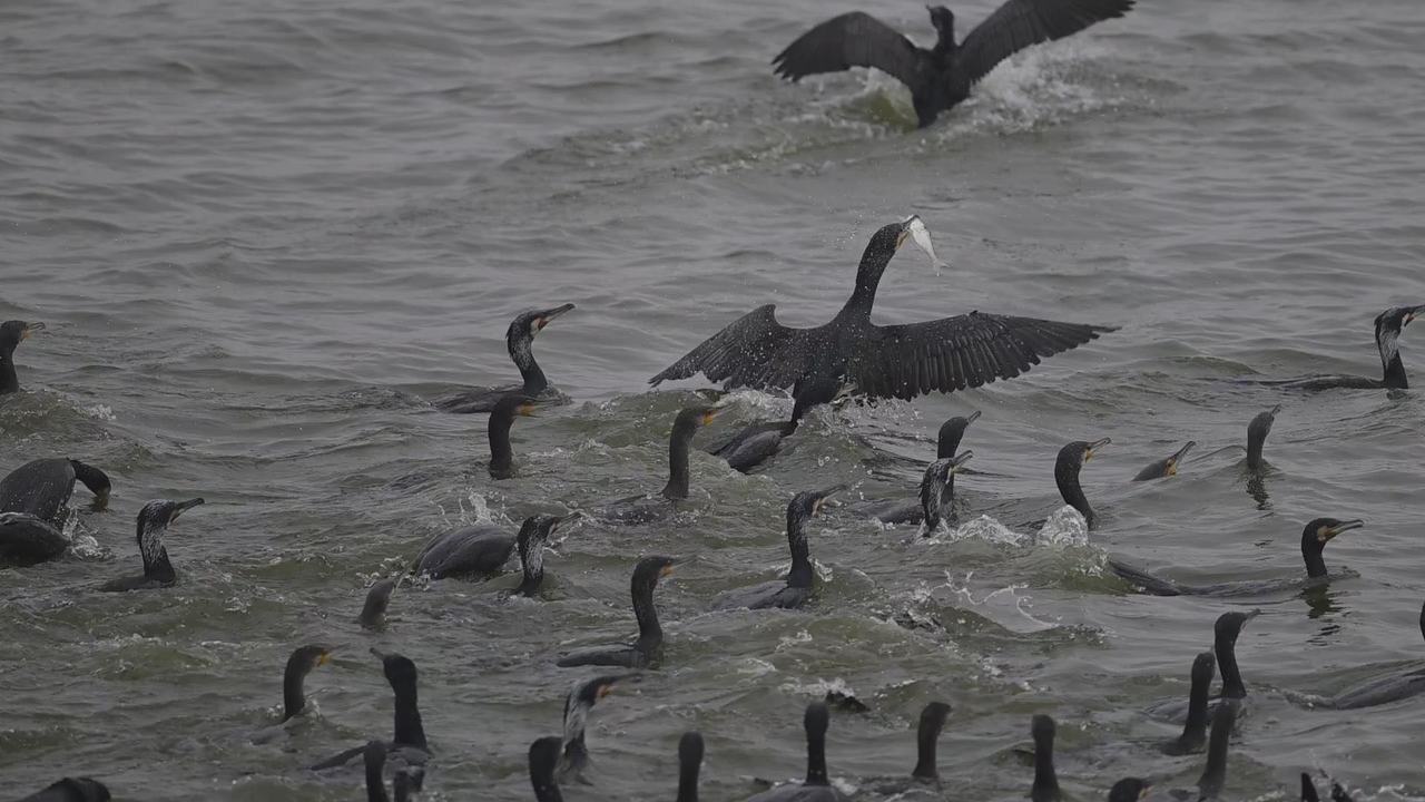 成群鸬鹚在湿地公园湖面上捕鱼,场面十分壮观。程国龙/摄
