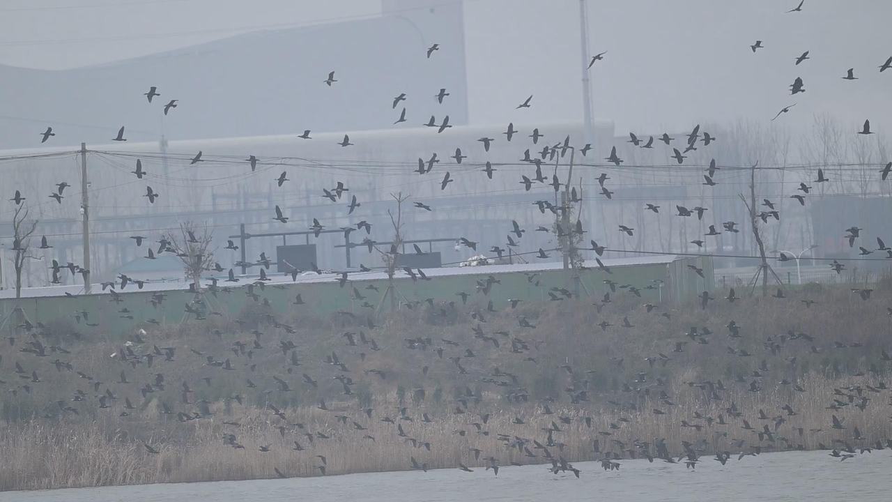 2000多只鸬鹚成群飞舞在大湾区湿地公园上空,场面十分壮观。程国龙/摄