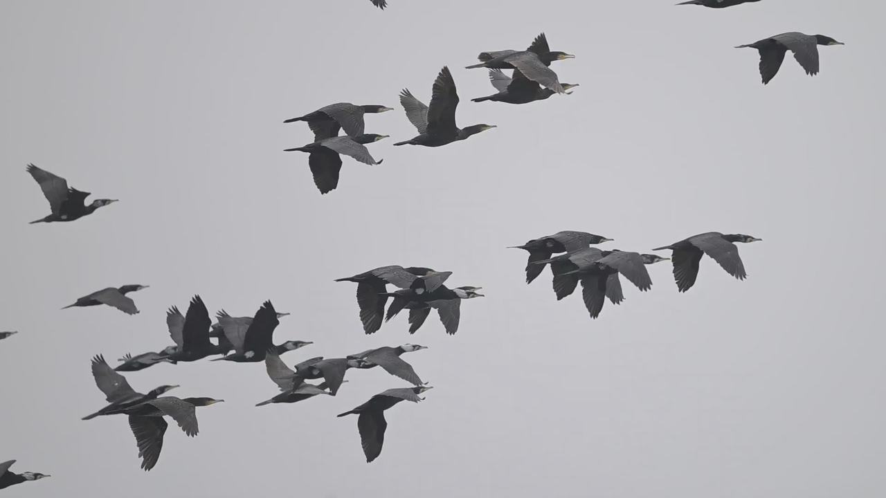 在湿地休整集结后的鸬鹚冬候鸟军团即将开启北归之旅。程国龙/摄