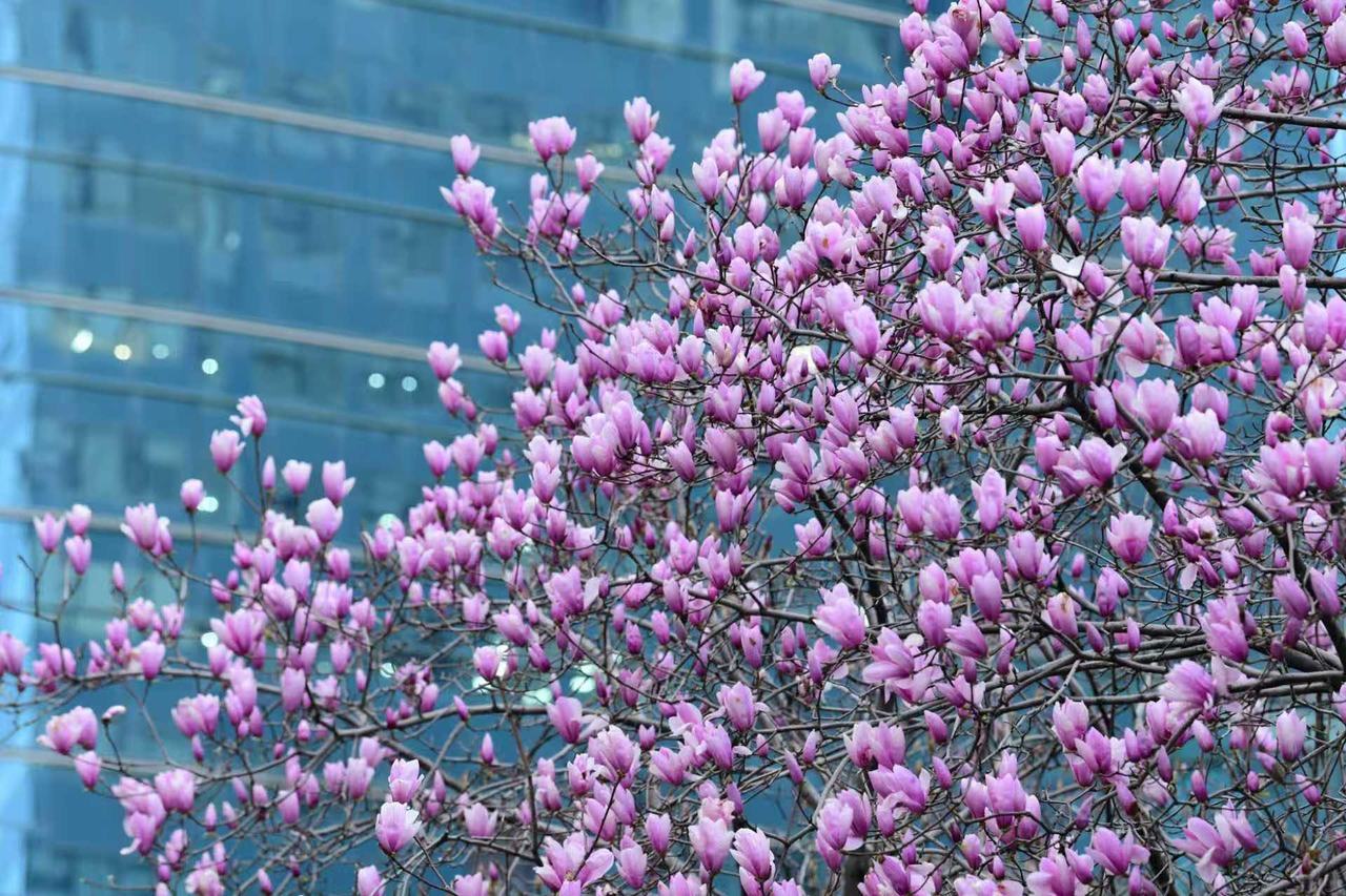 杭城玉兰花绽放 里尔 摄