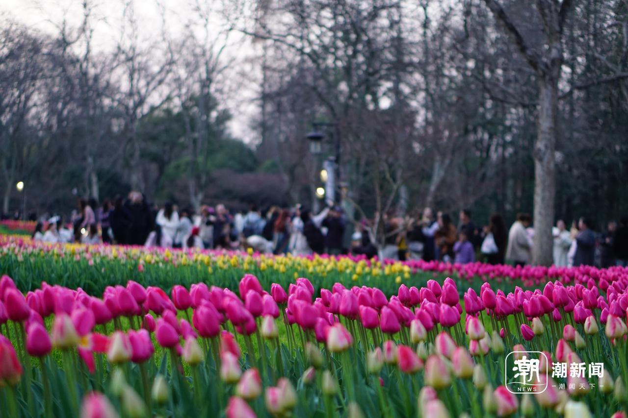 太子湾是近日杭州热门打卡地。潮新闻记者 俞刘东 摄