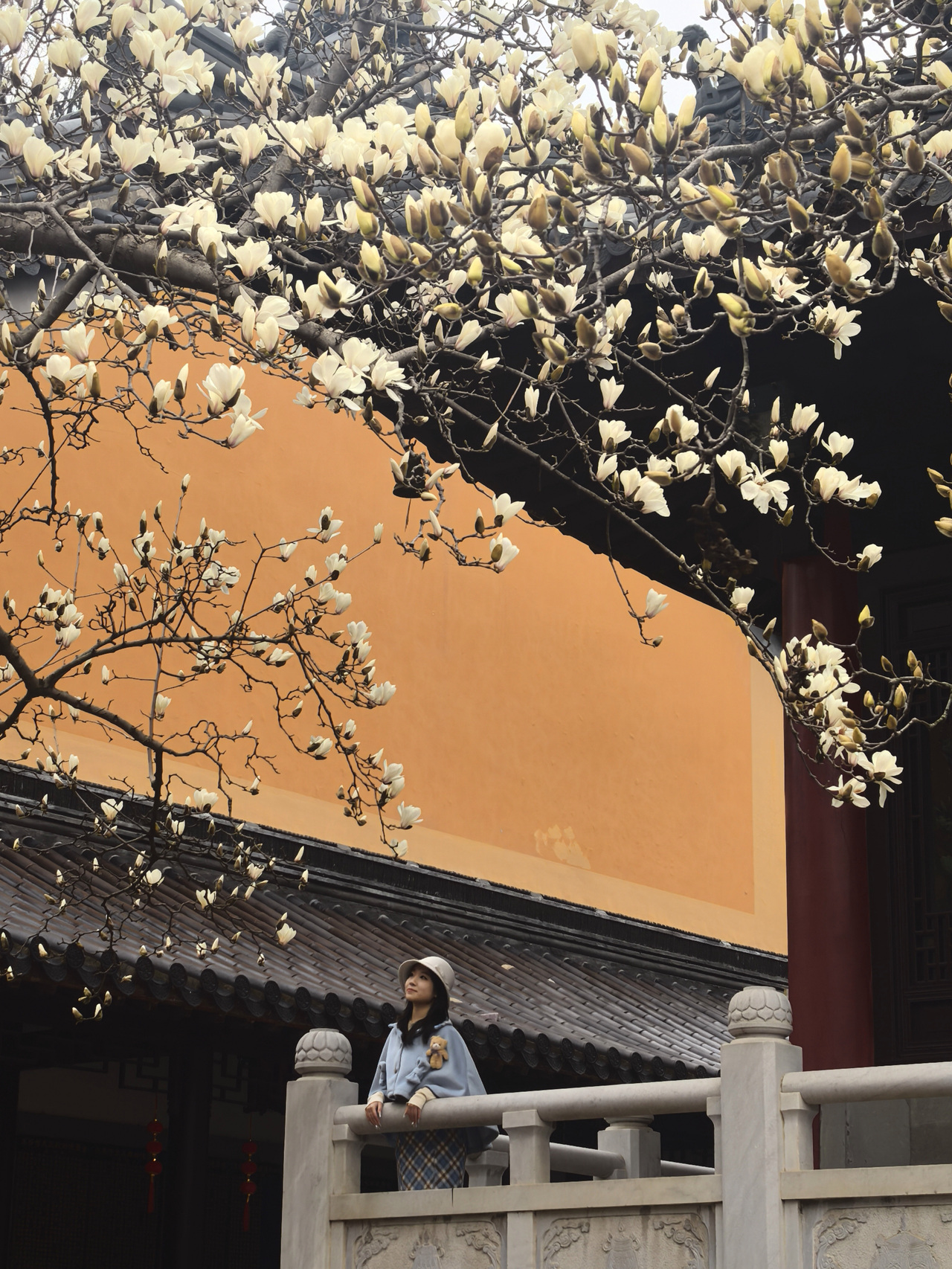 晚潮｜金陵玉兰花：一树倾城，芳华圣洁