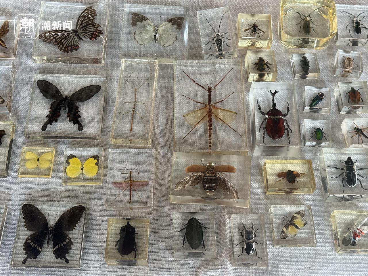 每件标本都藏着一段寻虫故事，杭州一小学为生物迷“小孩哥”办个展 