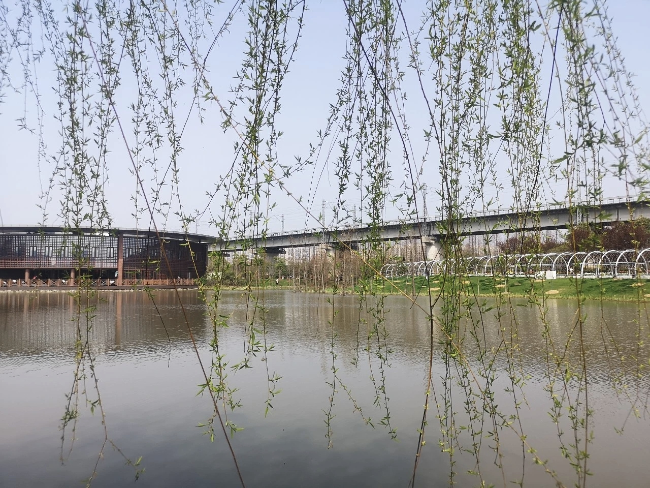 晚潮|杨柳依依,系住古今多少相思情