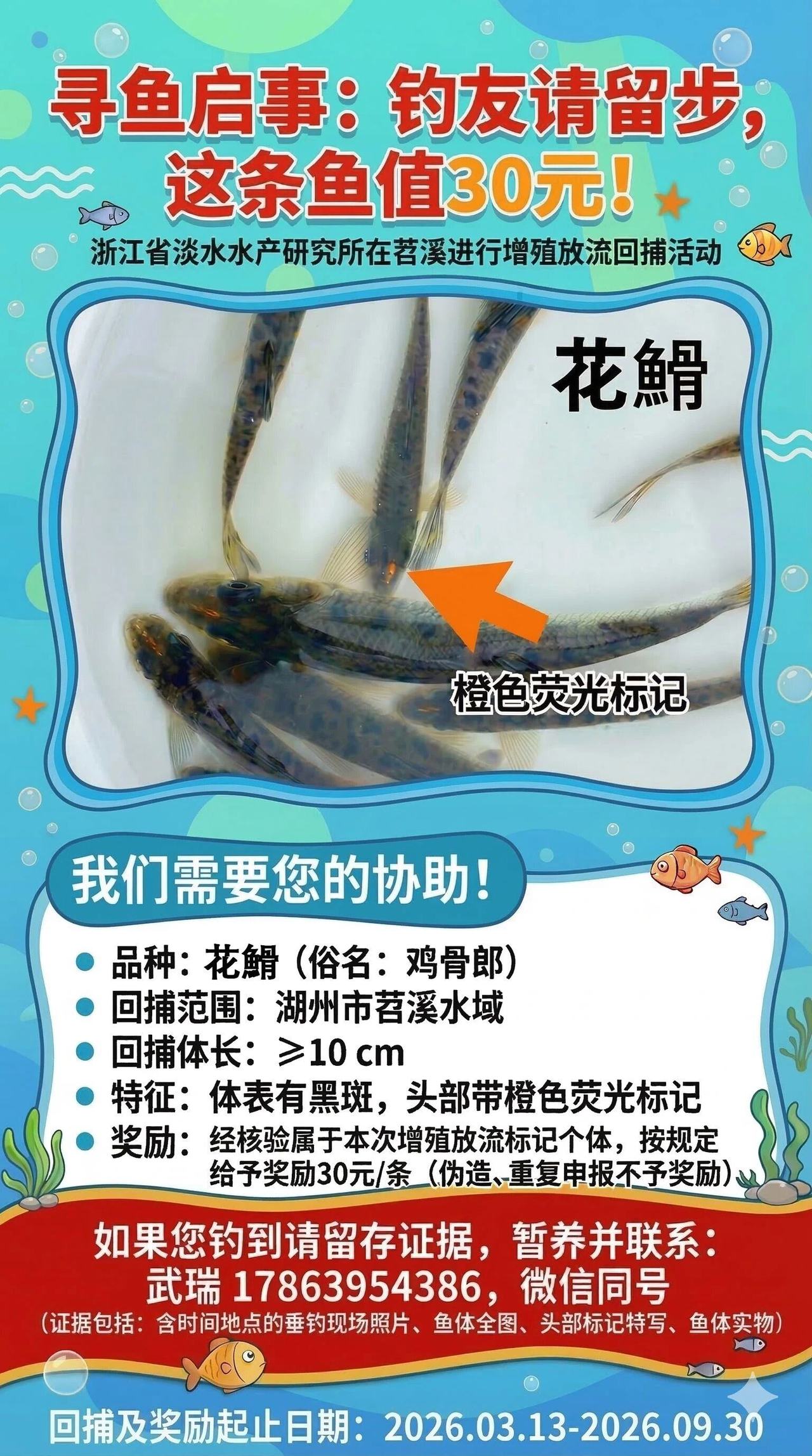 悬赏寻鱼!近期在湖州苕溪钓到这种“鸡骨郎”,一条奖励30元