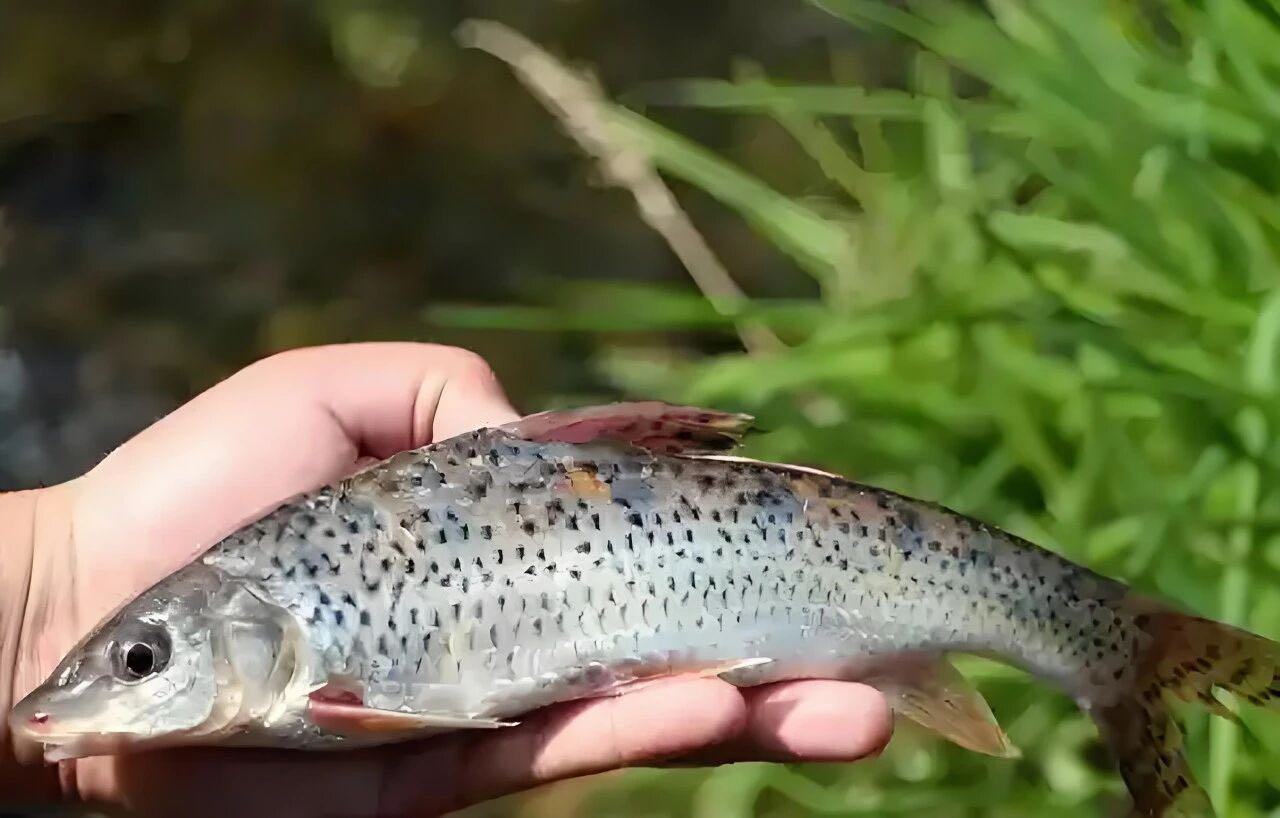 悬赏寻鱼！近期在湖州苕溪钓到这种“鸡骨郎”，一条奖励30元