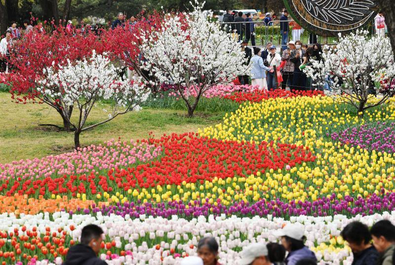20万株郁金香盛放！国家植物园8000平方米花海刷屏京城