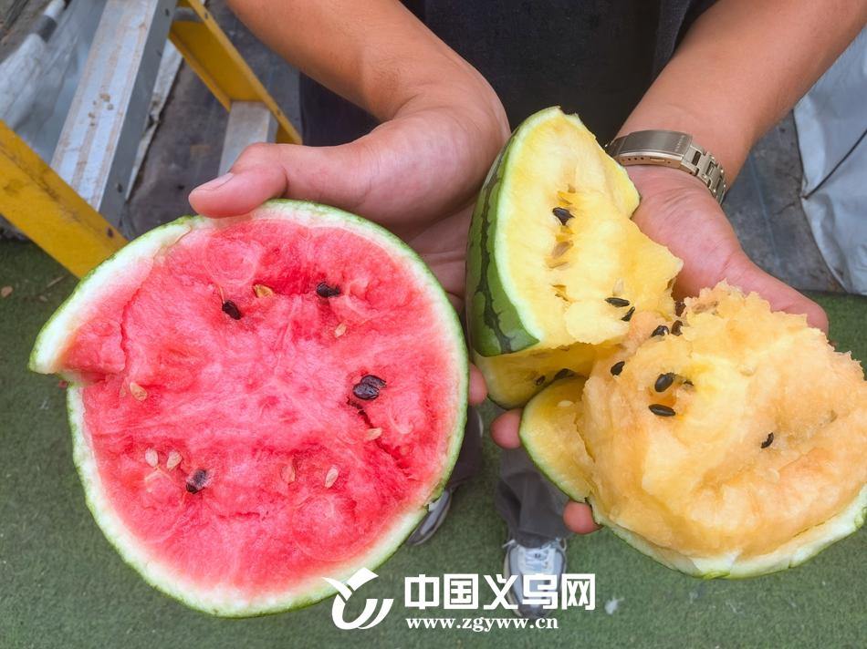 网兜罩住“吊”着长 义乌一农场的“空中西瓜”甜蜜升级