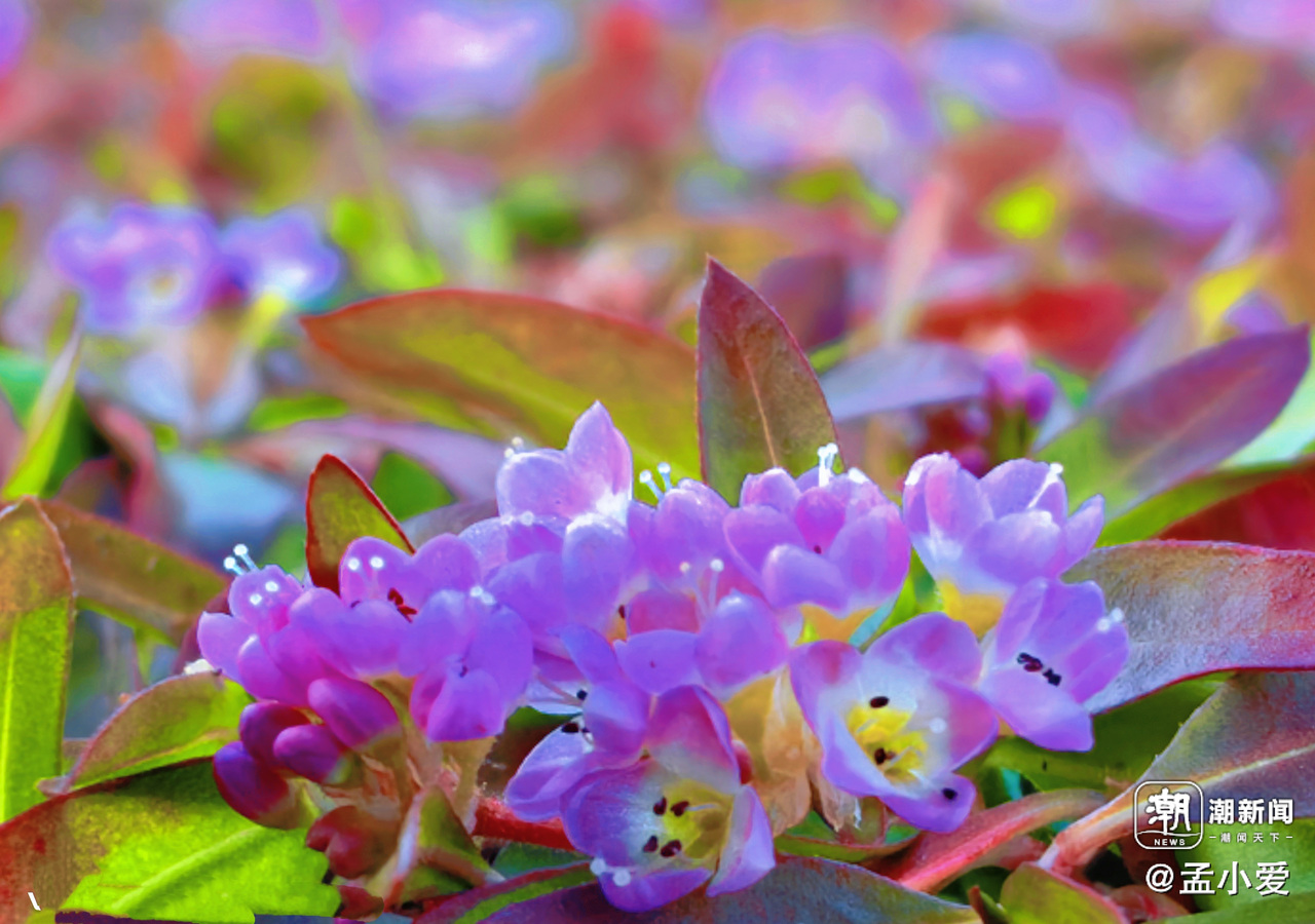 晚潮|蓼子花