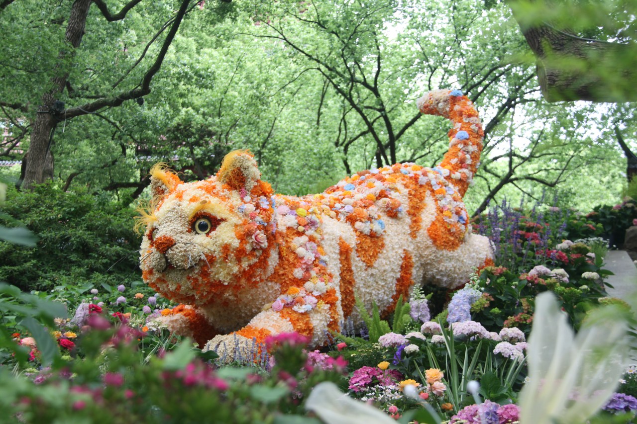 《萌猫戏花》2.JPG