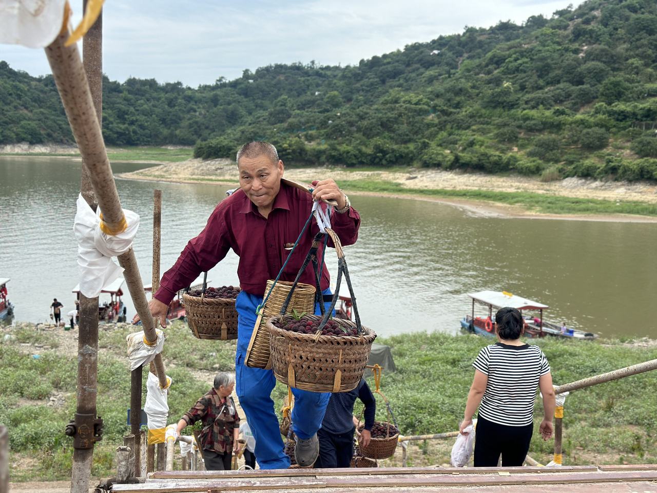 不用挑担翻山越岭!慈溪上林湖70万斤杨梅沿“爱心水路”运出