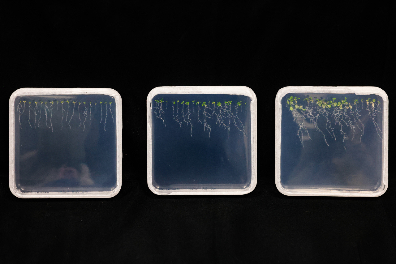 植物在施肥前后的实验对比:未处理对照(左)、饲喂麦麸大麦虫虫粪提取液处理(中)、饲喂麦麸+泡沫塑料大麦虫虫粪提取液处理(右)。受访者 供图.jpg