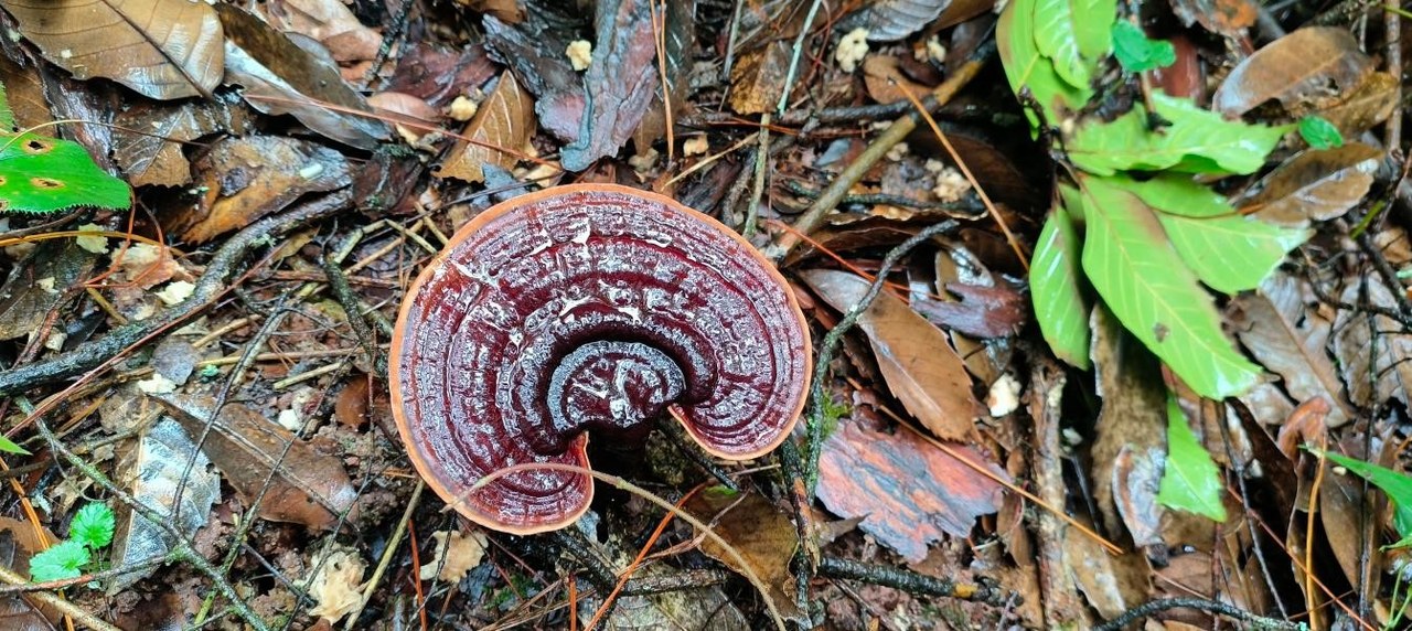 山间野生灵芝.jpg