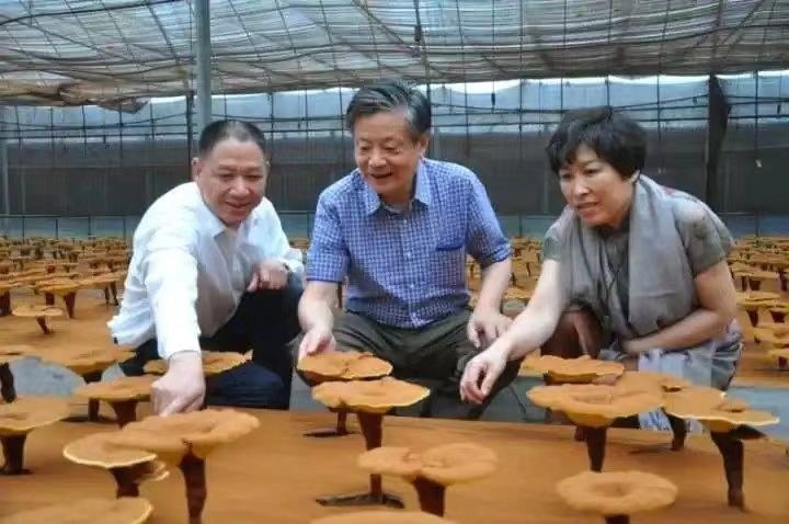 李明焱、朱惠照夫妇与王琦(中)院士在寿仙谷基地观察灵芝喷射孢子粉.jpg