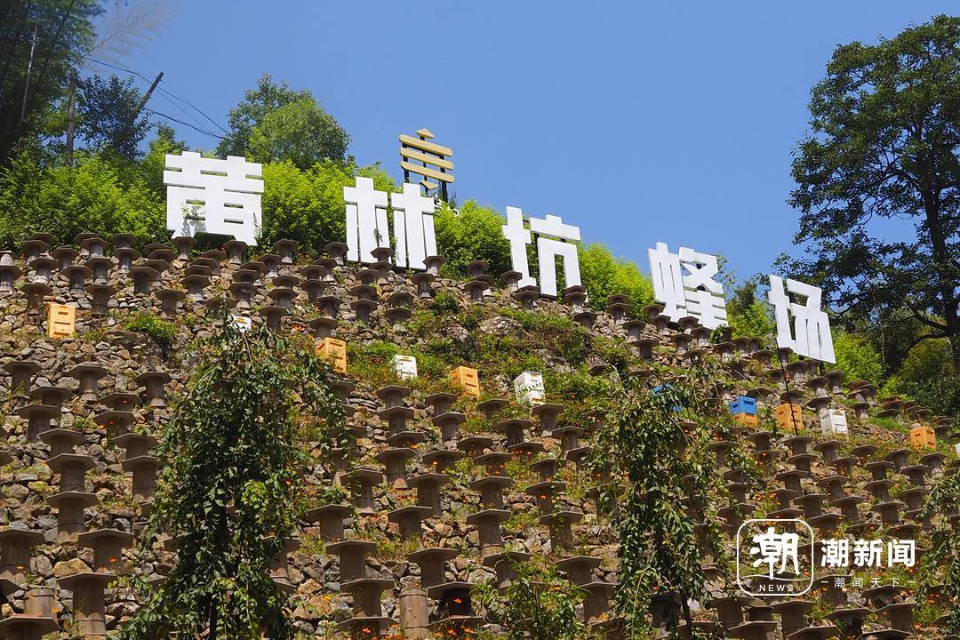 黄林坑蜂场。潮新闻记者 吴馥梅 摄.JPG