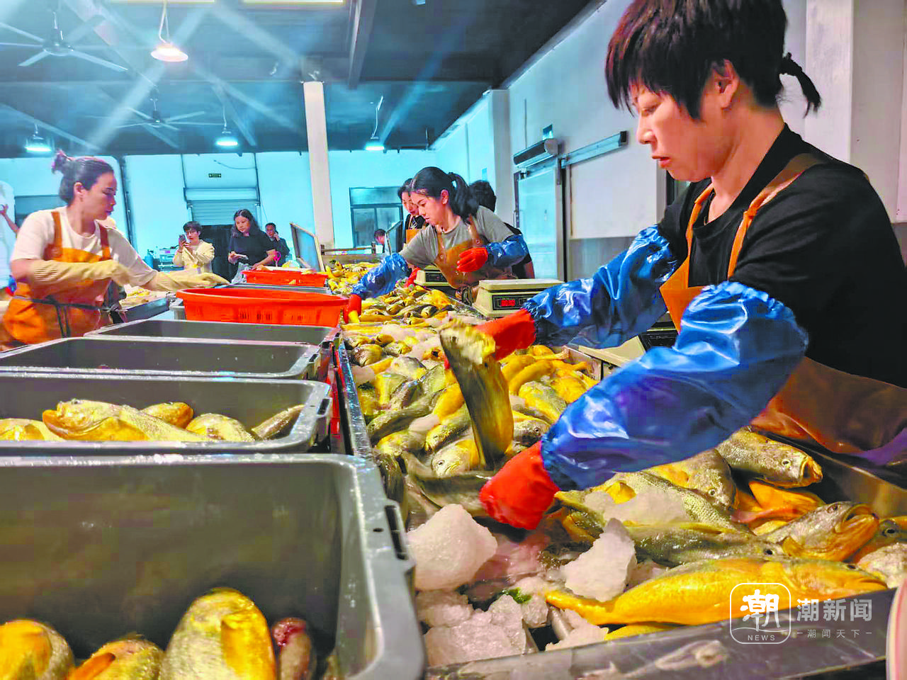 温州大黄鱼的“三变”密码：鱼变野，价变高，人变富