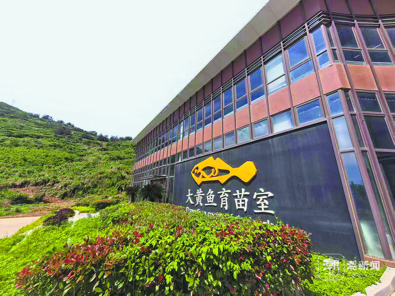 温州大黄鱼的“三变”密码：鱼变野，价变高，人变富