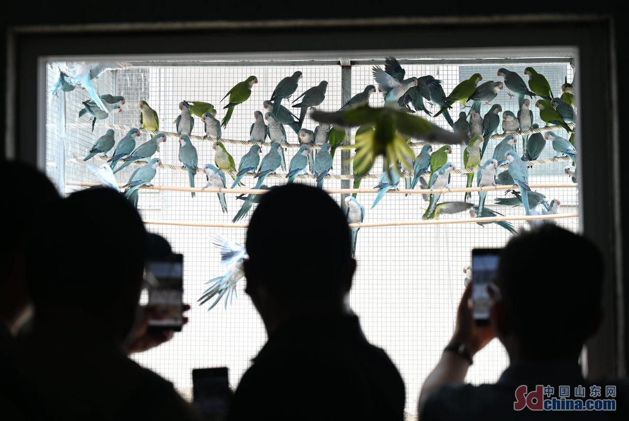 小宠物撬动15亿元大产业(图3)