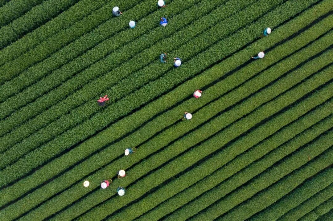 2090256767949672448.jpg 图片