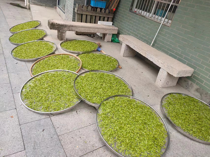 5万个芽头炒制1斤干茶西湖龙井43号零星开采头茶含金量杠杠的