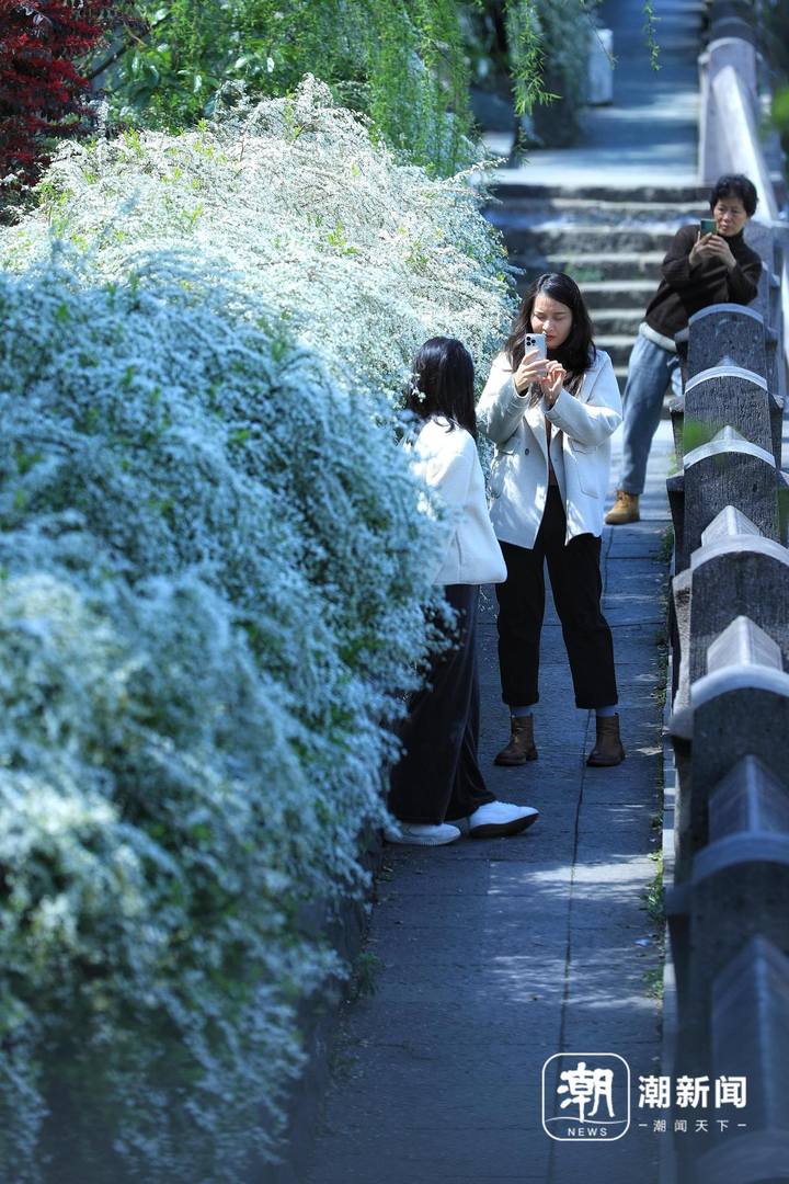 杭州赏花图鉴+1，纯白浪漫的喷雪花盛开，氛围感拉满！