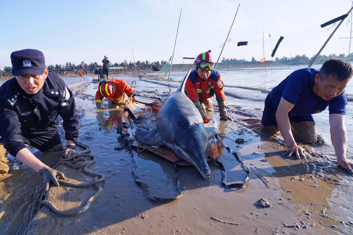 温岭紧急救援搁浅海豚，成功放归大海